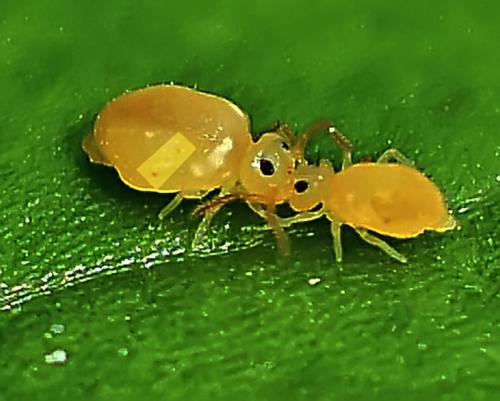 Deuterosminthurus pallipes